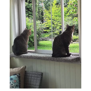 Purrched Cat Window Perch (29 Inch)