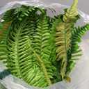 2PCS 45in Fake Ferns Large Artificial Plants Outdoor, UV Resistant Artificial Ferns for Outdoors, 60 Branches Faux Boston Fern Realistic Weatherproof Fake Plants for Porch Home Patio Hanging Decor