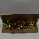 8pcs 24K Galaxy Orchid Artificial Flowers Glass Flowers with Stems Colorful Green Fake Orchid Flowers for Vase Wedding Garden Party Home Table Centerpiece Decor (Green)