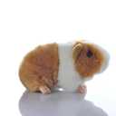Cute rabbit 8 inch Guinea Pig Plush Toy Stuffed Animal Toy Plush Animal Doll (Orange)