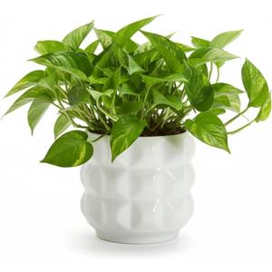 Arktiva Ceramic Planter Pot with Drainage Hole, 4.5 Inch Dia, Indoor and Outdoor, Home Patio Garden, Plants Flower Succulent, 3D Patterned Round (White)
