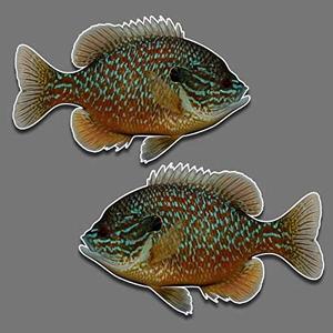 Bluegill Fish Panfish Vinyl Decal Set Of 2 R-L Facing 5.5" X 9" Freshwater Fishing Sun Fish Car Truck Sticker For Window Glass