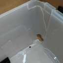 IRIS USA 32 Qt Stackable Plastic Storage Bins with Lids, 4 Pack - BPA-Free, Made in USA - See-Through Organizing Solution, Latches, Durable Nestable Containers, Secure Pull Handle - Clear