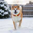 Medium Christmas Dog Collar,Adjustable Dog Christmas Collar, Red Plaid Puppy Collar, Cute Dogs Collars Holiday Collars for Girl Boy Dogs-M