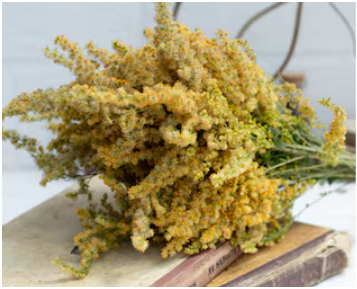 27"L Dried Canada Goldenrod