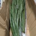 Nearly Natural 4ft UV Resistant Artificial Grass Plant  Suitable for Indoor and Outdoor Decor, Includes Nursery Planter