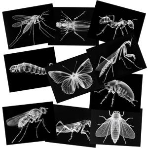 Animal X-Ray Set, Educational Science Kit, Light Table Accessory for Children (Insects)