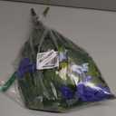 Ammyoo Artificial Fake Petunia Flowers for Outdoor Decoration, 2PCS Faux Silk Petunias Flower for Spring UV Resistant No Fade Realistic Plants for Garden Balcony Yard Porch Indoor Decor(Blue White)