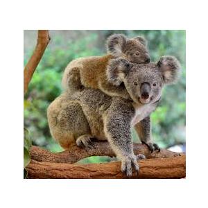 TURNER PHOTOGRAPHIC Baby Animals 12x12 Photo Wall Calendar (26998940006)