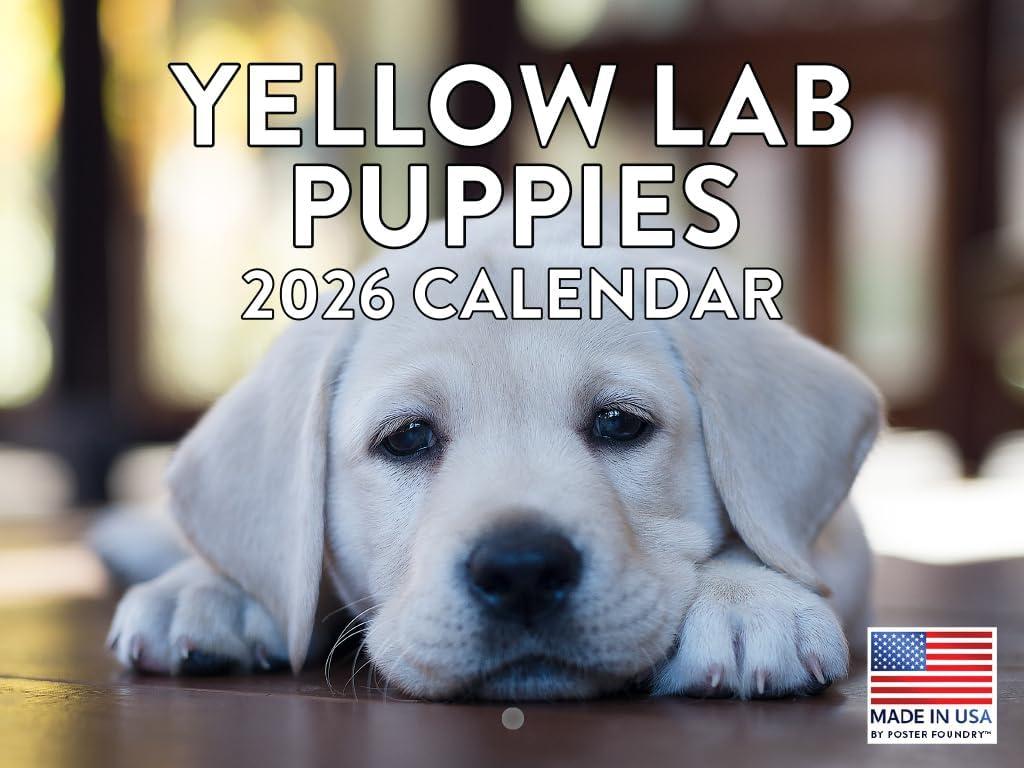 5 x Yellow Lab Puppy Calendar 2026 Monthly Wall Calender 12 Month | American Made In The USA