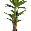 XXL Banana Artificial Tree Approx.  34 PEVA Leaves and 4 Trunks - Large Artificial Banana Tree in Pot, 5ft