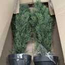 Set of 2 UV-Resistant Artificial Cedar Trees - Pre-Potted Faux Plants for Indoor and Outdoor Decor (3ft)