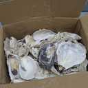 Homaisson 60 PCS Oyster Shells for Crafts, Large Oyster Shells for Decor, Natural North Sea Origin, 4~5 Inches Natural Design, Ideal for Aquarium Landscaping, Crack-Free Surface
