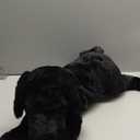 LotFancy Dog Stuffed Animal, 21 inch Black Lab Plush Dog, Realistic Stuffed Puppy Plush Toy for Kids