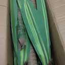 Artificial Dracaena Tree 6FT with 3 Thick Trunks, Faux Yucca Floor Plant