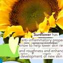 BABO Botanicals Sensitive Baby Mineral Sunscreen Stick SPF 50-70% Organic Ingredients - Zinc Oxide - NSF & Made Safe Certified - EWG Verified - Water Resistant - Fragrance-Free - for Babies & Kids