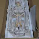 Mini Human Skeleton Anatomy Model - Science Classroom Skeleton Model Tool, Teaching and Learning Aids - 1/2 Life Size