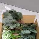200 Pcs 8 Kinds Mixed Artificial Eucalyptus Stems Bulk Fake Silver Dollar Eucalyptus White Seeds Stems Bundle Faux Plants Greenery for DIY Bouquets Floral Arrangement Wedding Engagement Party Decor