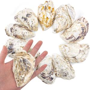 10pcs 3-4in Concave Oyster Shells, Oyster Shells for Crafts,Nautical Decor Vase Filler, Shell Bulk for Home Decor, DIY Crafts Sea Shells, Candle Making