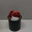 Christmas Tree Stands for Real Trees Metal Christma Tree Holder Base for 6ft Live Tree Red & Green Fits Up to 4.7" Xmas Tree Trunks for Home Party Xmas Decor