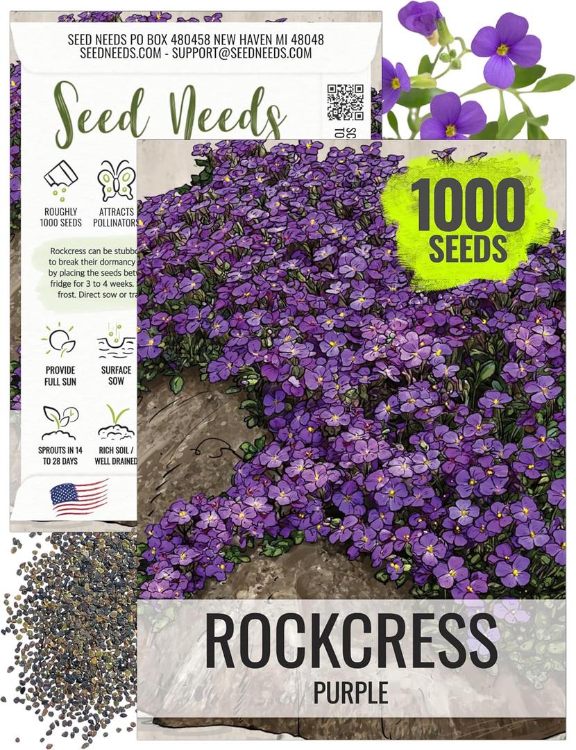 Seed Needs Purple Rockcress Seeds for Planting - Heirloom & Open Pollinated Perennial Flower Great for Rock Gardens, Groundcover, Attracts Pollinators ( Pack)