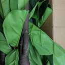 Artificial Fiddle Leaf Fig Tree 6FT - Large Fake Tree with White Planter, Tall Faux Ficus Lyrata Tree Floor Plants for Indoor Home Decor Office Living Room Housewarming Gift, 1Pack