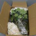 FOTEEWL 60 Pcs Artificial Rose Flower Realistic Faux Silk Roses Stem Fake Roses Bouquet for Flower Arrangement,Wedding Centerpieces,Party,Home Decorations (Beige)