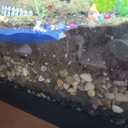 Voulosimi 12 LBS River Rock Stones, Natural Decorative Polished Mixed Pebbles Gravel,Outdoor Decorative Stones for Plant Aquariums, Landscaping, Vase Fillers