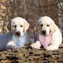 2 Pack Soon to Be Big Sister Brother Gender Reveal Baby Announcement Dog Bandana for Dogs Pet Accessories Dog Pet Lovers Pregnancy Ideas,  Neck Size 20 Inches