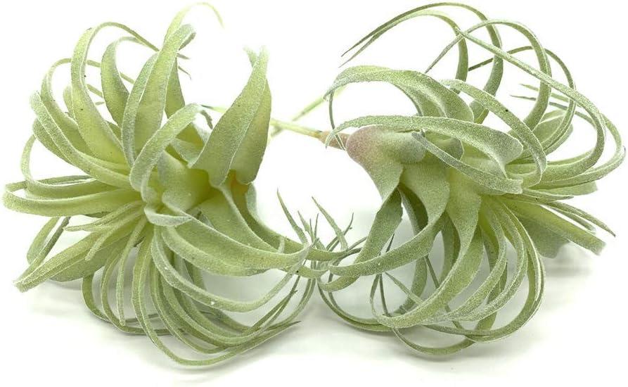 2 PCS Artificial Succulents Plants Real Touch Lifelike Succulants Plants Faux Greenery Plants Garden DIY Home Office Decoration Ornament (Flocking Air Plant)