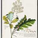 Stupell Industries Botanical Plant Illustration Leaves Vintage Design Black Framed Wall Art, Multi-Color, 16x20 (fap-211_fr_16x20)