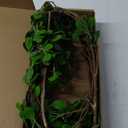Htmeing Artificial Eucalytus Green Branches Faux Ficus Twig Home Office Shop Decoration (5 pcs)