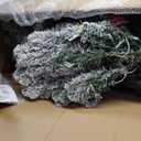 National Tree Company 7.5ft Pre-Lit Flocked Acacia Christmas Tree