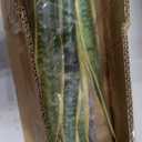 Hollyone Artificial Snake Plant Potted, 28 Inch Faux Sansevieria Trifasciata Plants Large Tall Tropical Fake Snake Plants Tree in White Pots for Home Office Room Patio Garden Indoor Outdoor Decor