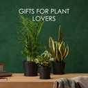 Bamworld Plant Pots Indoor with Drainage Holes- Set of 3 Pots for Plants(5.8/6.7/7.9Inch) Plastic Flower Pot Planters for Indoor Outdoor Plants Garden Pots for Room & Office Décor Black, Inverted cone