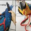 Adjustable Bird Harness with 78.7 Inch Leash, Outdoor Flying Training Rope Kit for Bird Parrots, Parrot Flying Rope Straps Outdoor Training Traction Rope for Small Medium Large Size Birds (XL)