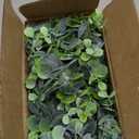 DearHouse Faux Eucalyptus Garland Plant, 2 Pack Artificial Vines Hanging Eucalyptus Leaves Greenery Garland for Wedding Backdrop Arch Wall Decor, 6 Feet/ pcs UV Protected Indoor Outdoor