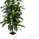 6FT Artificial Dracaena Tree with Tall White Planter - Large Fake Tree with Lifelike Leaves - Tall Faux Floor Plants for Indoor Outdoor, Artificial Trees Indoor for Home Office Room Decor
