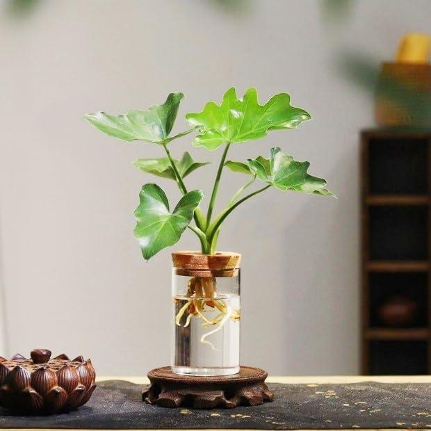 Plant Propagation Stations, Desktop Propagated Plant Jars, Lid Hydroponic Glass Planter for Office and Home Table Decorations