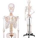 NLShan Human Skeleton Model for Anatomy -Life Size Anatomical Skeleton Medical Model with Nervous System 70.8 in with Rolling Stand for Study and Display Colorful Posters