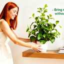 19'' Artificial Ficus Plant in White Textured Ceramic Pot Realistic Faux Greenery with Lifelike Leaves Fake Plants for Indoor Home Office Bathroom Shelf Desk Tabletop Decor