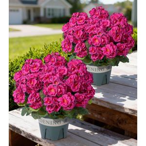 Geraniums Artificial Flowers for Outdoors, 2 Pack Potted Plants Fake Geranium Bush Realistic Fake Flowers UV Resistant Faux Flowers for Outdoor Planters Outside Gardens Front Door Yard Indoor, Fuchsia