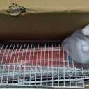 Prevue Pet Products SP50011 Bird Cage, Small, Red