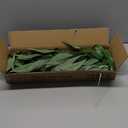 Vickerman 18" Green Weeping Willow Eucalyptus Bundle Long Stem - 5 oz Bundle 2 - Real Preserved Foliage Decor for Home or Everyday Arrangements - Plant Bundle