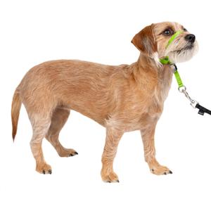 PetSafe Gentle Leader No-Pull Dog Headcollar - The Ultimate Solution to Pulling - Redirects Your Dog's Pulling for Easier Walks - Helps You Regain Control - Small, Apple Green