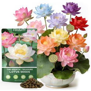60 PCS Lotus Seeds for Planting in Water - Mixed Color Bowl Lotus Seeds, Aquatic Plant Water Lily Seeds for Indoor Bonsai, Outdoor Ponds & Garden, Unique Gift for Mother, Women, Mom, Friend, Her