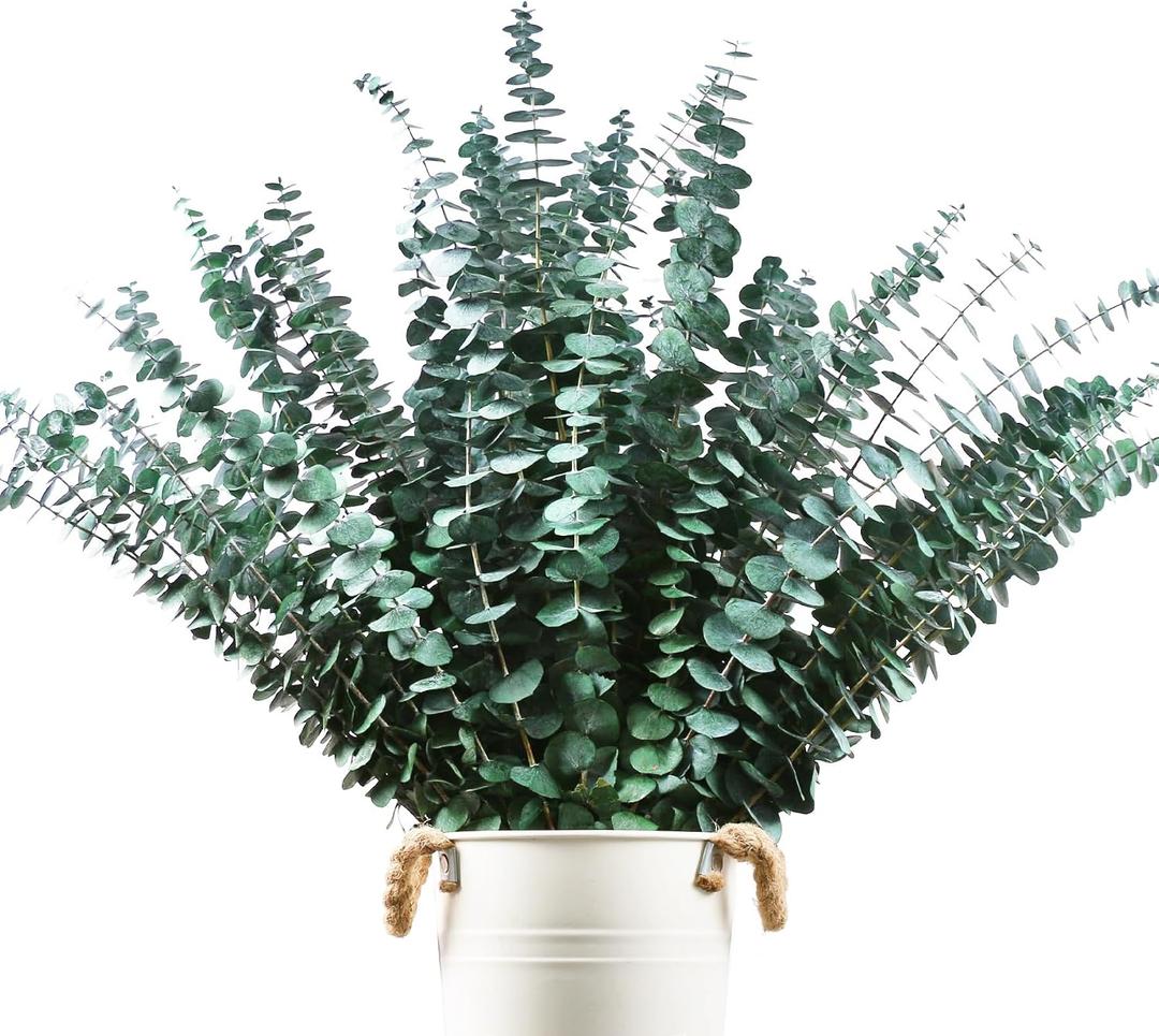48 Pcs Large Dried Eucalyptus Stems - Natural Eucalyptus Branches for Shower Hanging, 17" Preserved Plants Steam Shower for Women and Men, Relaxation Set, Mother's Day