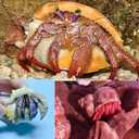 12PCS Natural Hermit Crabs Shell Sea Conch 1.6"-4.3" Large Sizes 9 Types Seashells Turbo for Hermit Crabs Natural Shells Hut for Fish Tank Decor Hide Reptile Hideouts Crustaceans Terrarium Decoration