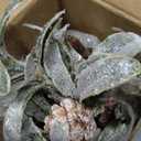 6 Pcs Christmas Artificial Mistletoe Picks 17.3 Inch Fake Mistletoe Decoration Branches with Berries Pinecones Ornaments DIY Crafts for Xmas Tree Wreath Holiday Decor(Red Berry)