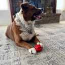 Dog Enrichment Puzzle Treat Ball  Interactive Chew Toy & Slow Feeder for Mental Stimulation, Training, Dental Health & Fetch, Durable BPA-Free Toy for Dogs, Large, 2-Pack (Red & Blue)